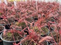 Drosera capensis all red sundew