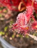 Drosera capensis all red sundew