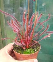 Drosera capensis all red sundew