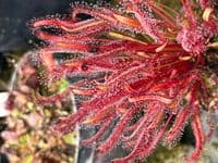 Drosera capensis all red sundew