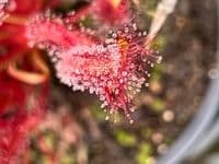 Drosera capensis all red sundew