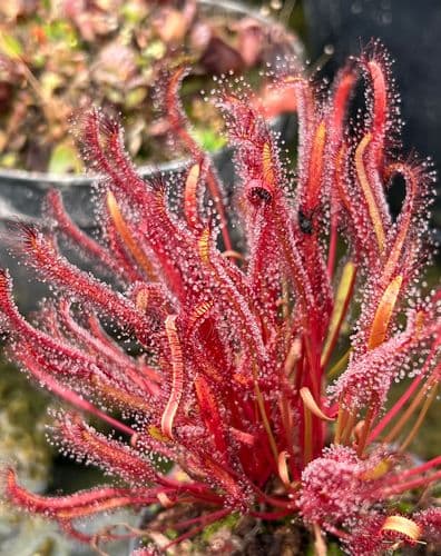 DS026 Drosera capensis all red Sundew SMLL