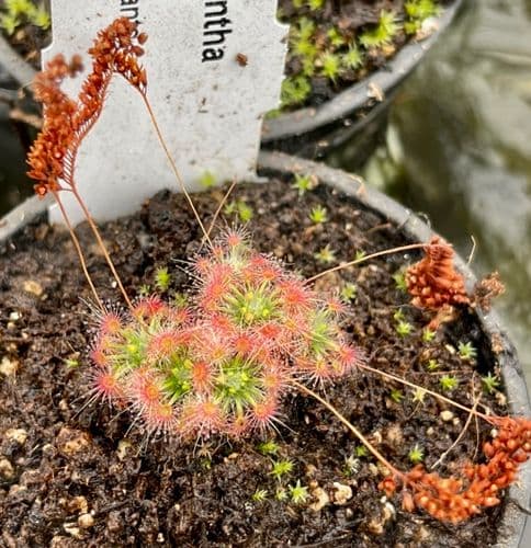 DS027 Drosera micrantha