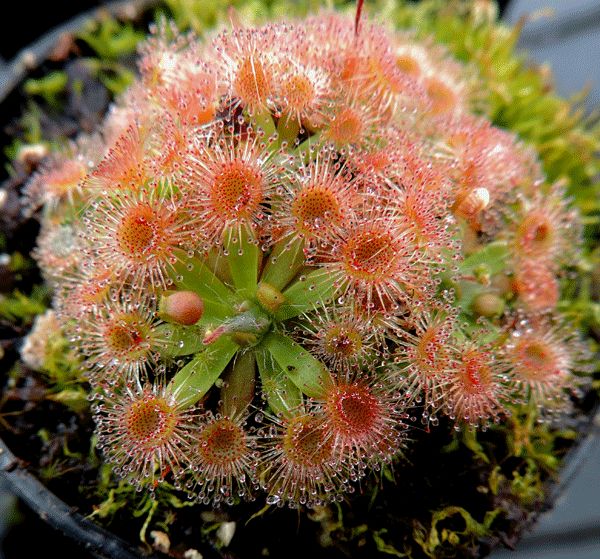 DS030 Drosera pulchella Sundew