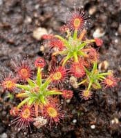 DS035 Drosera dichrosepala Betty's Bay
