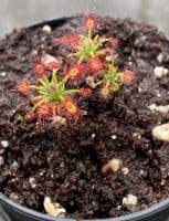 DS035 Drosera dichrosepala Betty's Bay