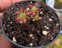 DS035 Drosera dichrosepala Betty's Bay