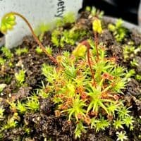 DS035 Drosera dichrosepala Betty's Bay