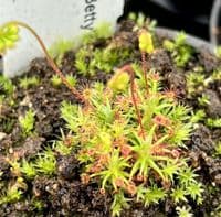 DS035 Drosera dichrosepala Betty's Bay