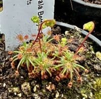 DS035 Drosera dichrosepala Betty's Bay