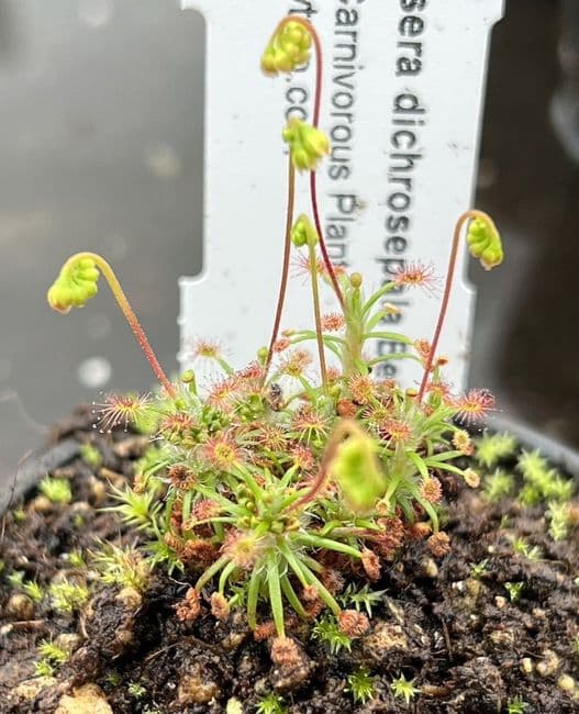 DS035 Drosera dichrosepala Betty's Bay