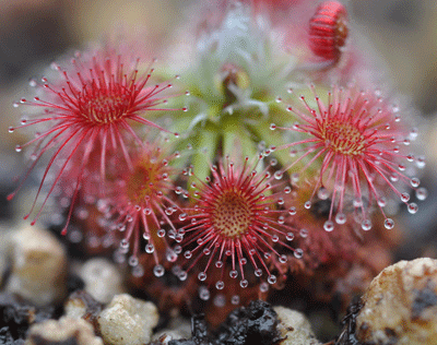 DS038 Drosera 'Pearl' pygmy Sundew
