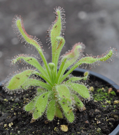 DS039 Drosera hilaris