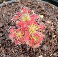 Drosera roseana sundew