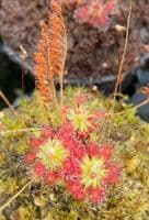 Drosera roseana sundew