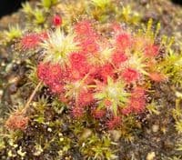 Drosera roseana sundew