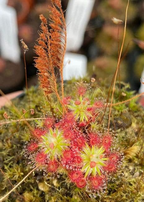 Drosera roseana sundew