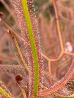 DS040 Drosera dichotoma giant