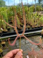 DS040 Drosera dichotoma giant