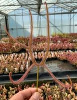 DS040 Drosera dichotoma giant