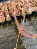 DS040 Drosera dichotoma giant