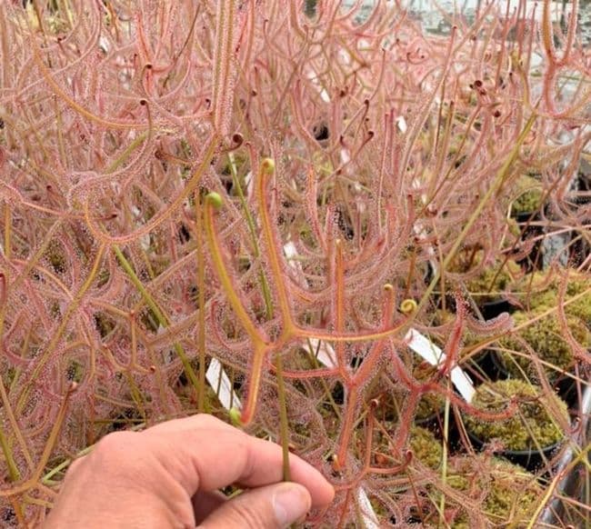 DS040 Drosera dichotoma giant