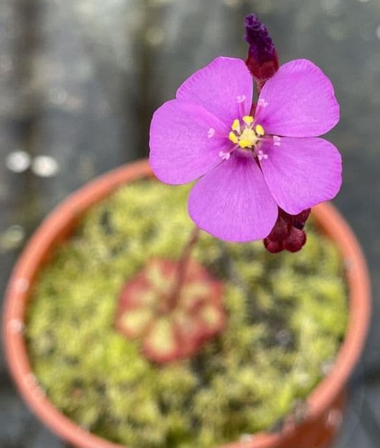 Drosera admirabilis sundew