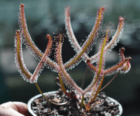 Drosera binata olive green stem form sundew