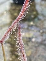 Drosera binata olive green stem form sundew