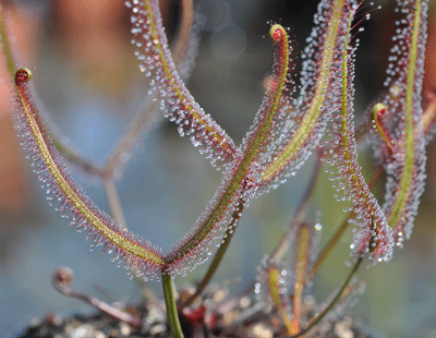 Drosera binata olive green stem form sundew