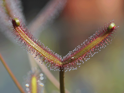 Drosera binata olive green stem form sundew