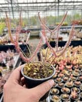 Drosera binata olive green stem form sundew