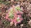 DS046 Drosera closterostigma