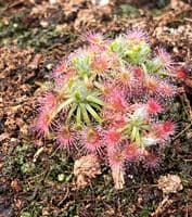 DS046 Drosera closterostigma