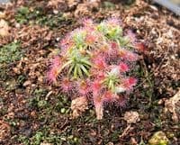 DS046 Drosera closterostigma