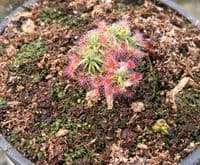 DS046 Drosera closterostigma