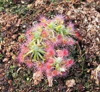 DS046 Drosera closterostigma