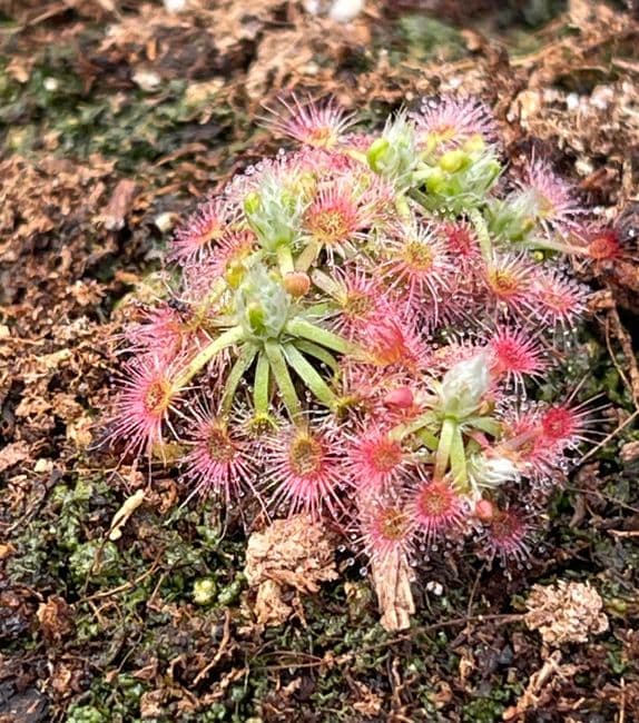 DS046 Drosera closterostigma