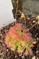 DS047 Drosera patens