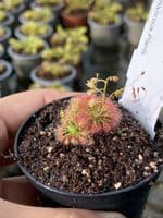 DS047 Drosera patens