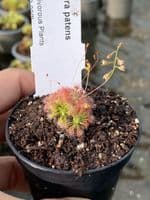 DS047 Drosera patens