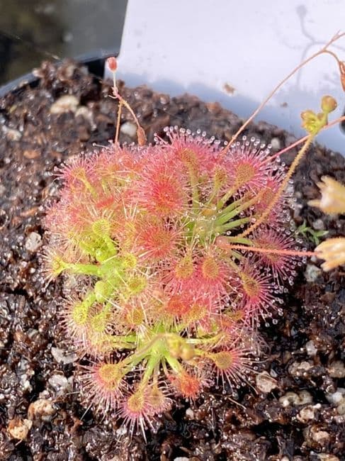 DS047 Drosera patens