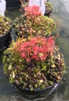 DS051 Drosera pygmaea