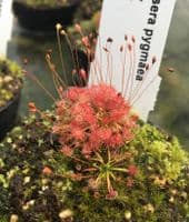 DS051 Drosera pygmaea