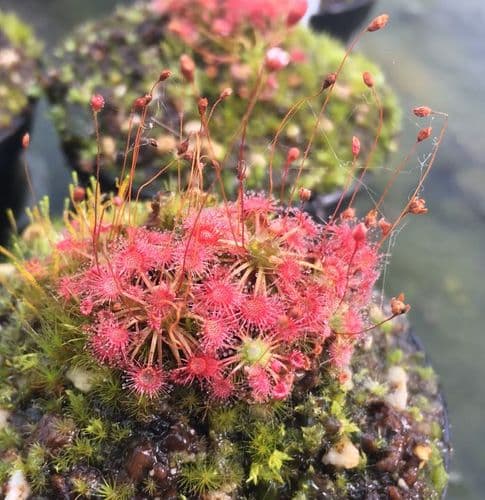 DS051 Drosera pygmaea