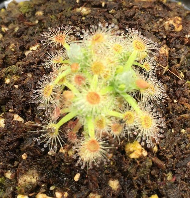 DS063Drosera callistos
