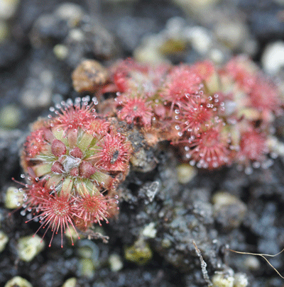 Drosera mannii pygmy sundew
