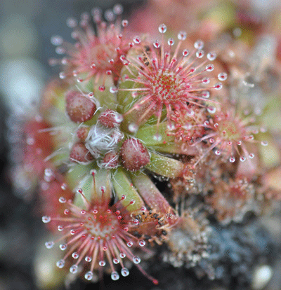 Drosera mannii pygmy sundew
