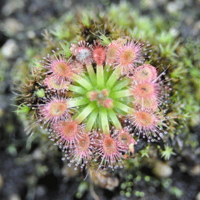 Drosera mannii pygmy sundew