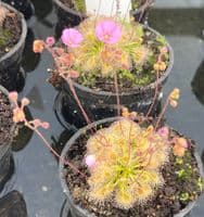 Drosera pulchella x ericksonae sundew